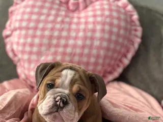 English Bulldog dogs Nova - Ad 5