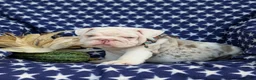English Bulldog dogs for sale: Dunleigh - Ad 7