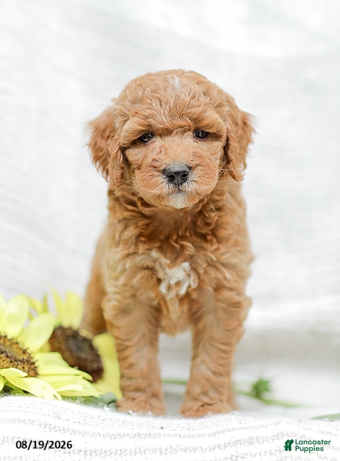Goldendoodle dogs Josiah - Ad 2