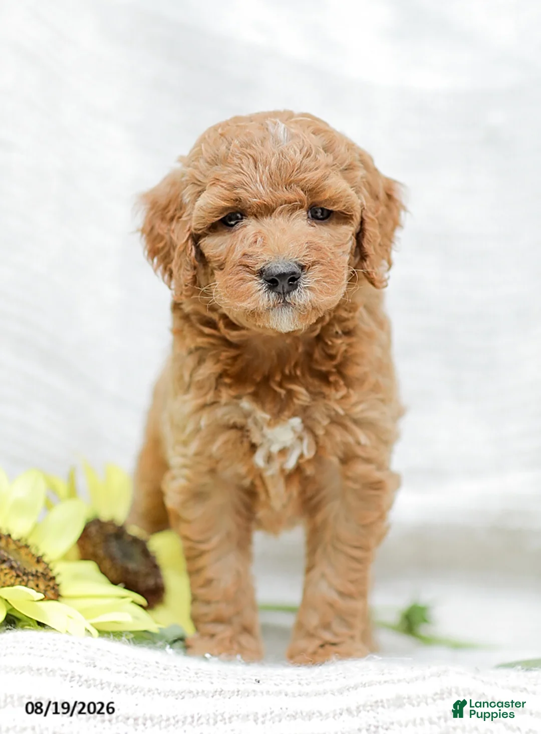 Goldendoodle dogs for sale: Josiah - Ad 2