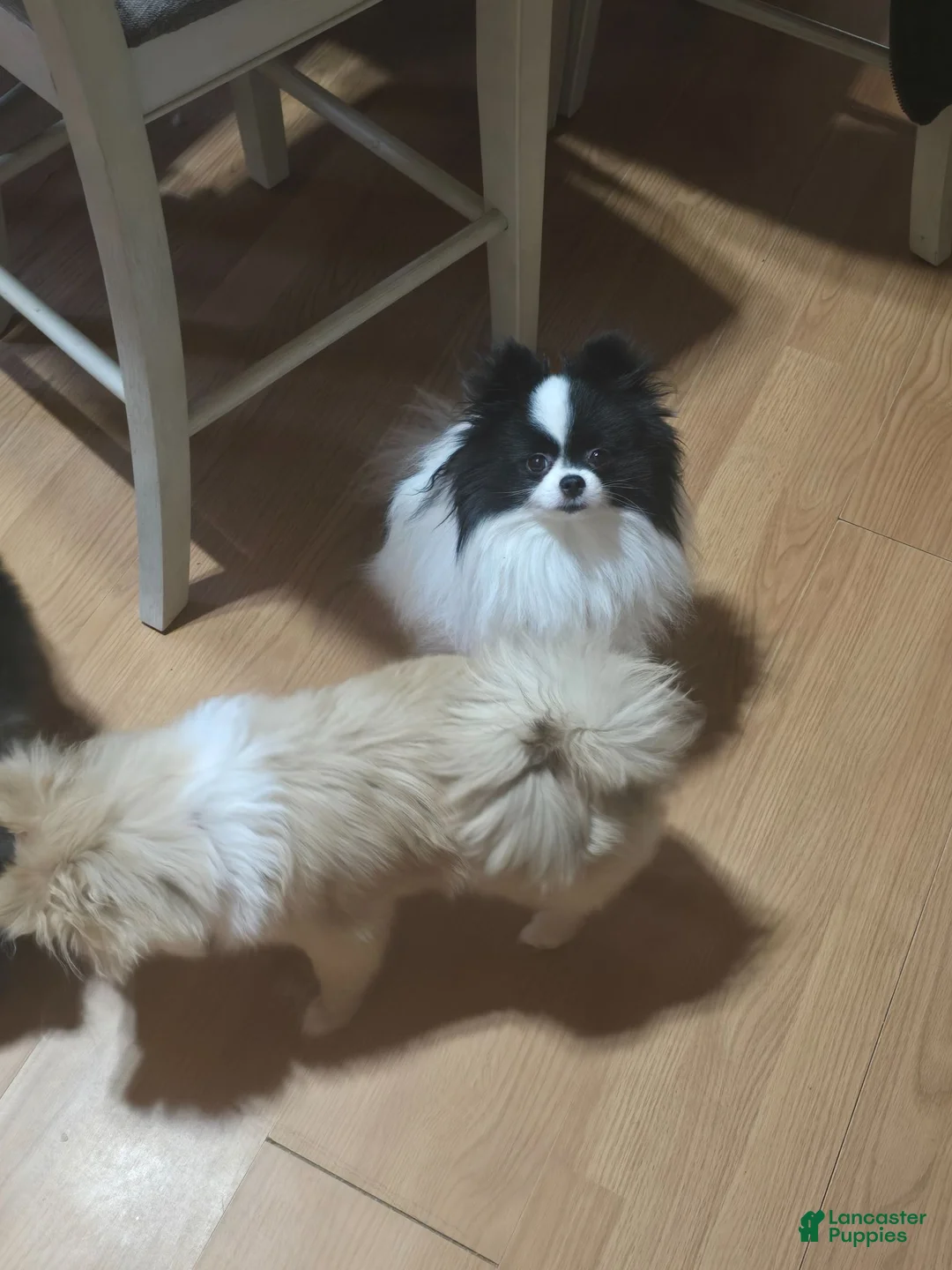 Pomeranian dogs for sale: Doc  - Ad 3