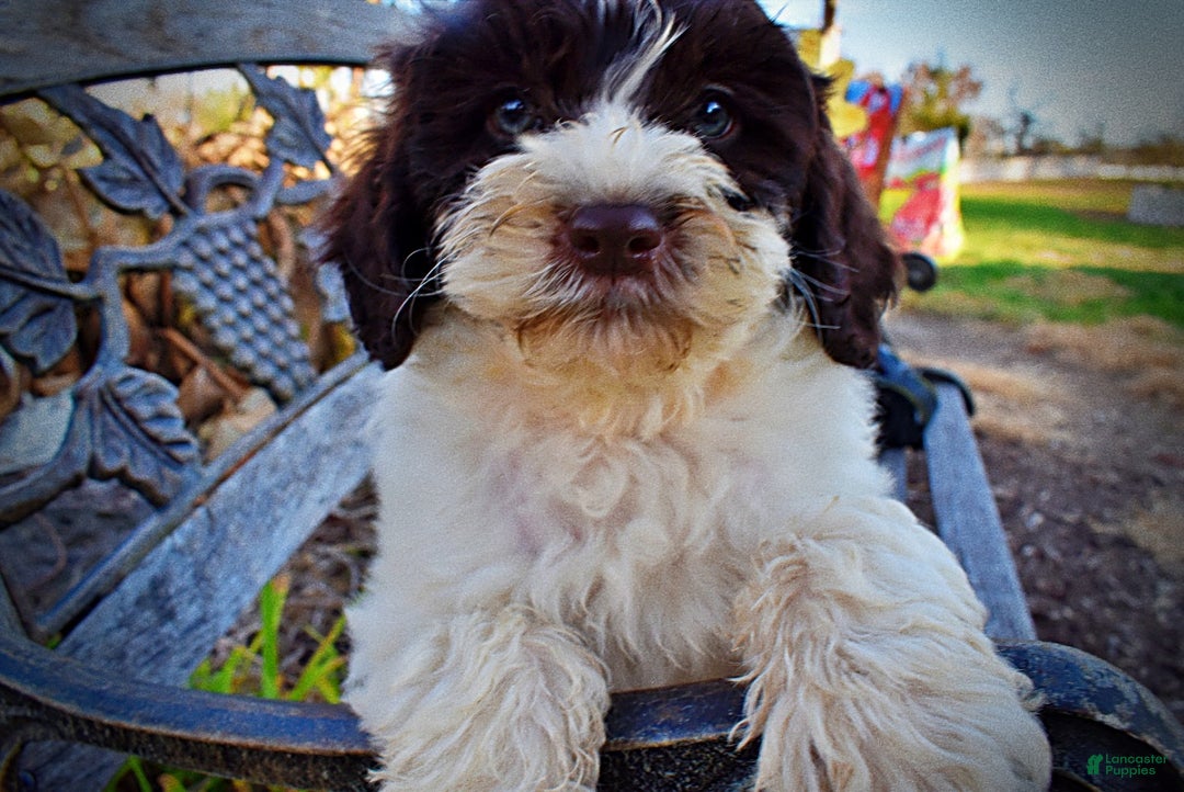 Havapoo dogs for sale: Priscilla - Ad 7