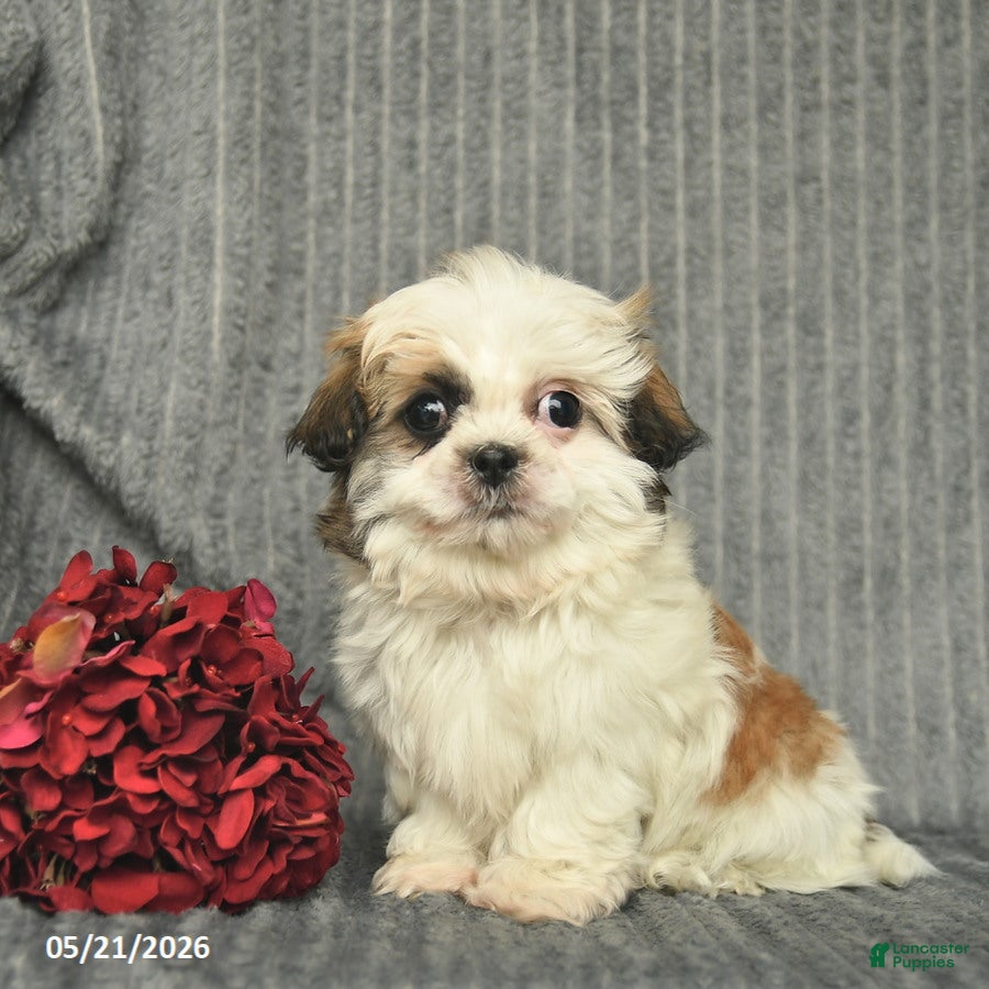 Malshi dogs Blake - Ad 1