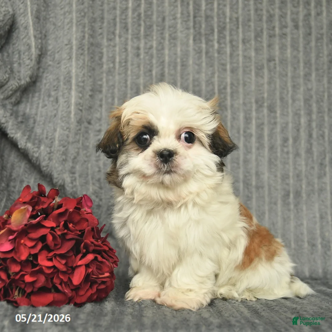 Malshi dogs for sale: Blake - Ad 1