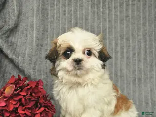Malshi dogs for sale: Blake - Ad 3