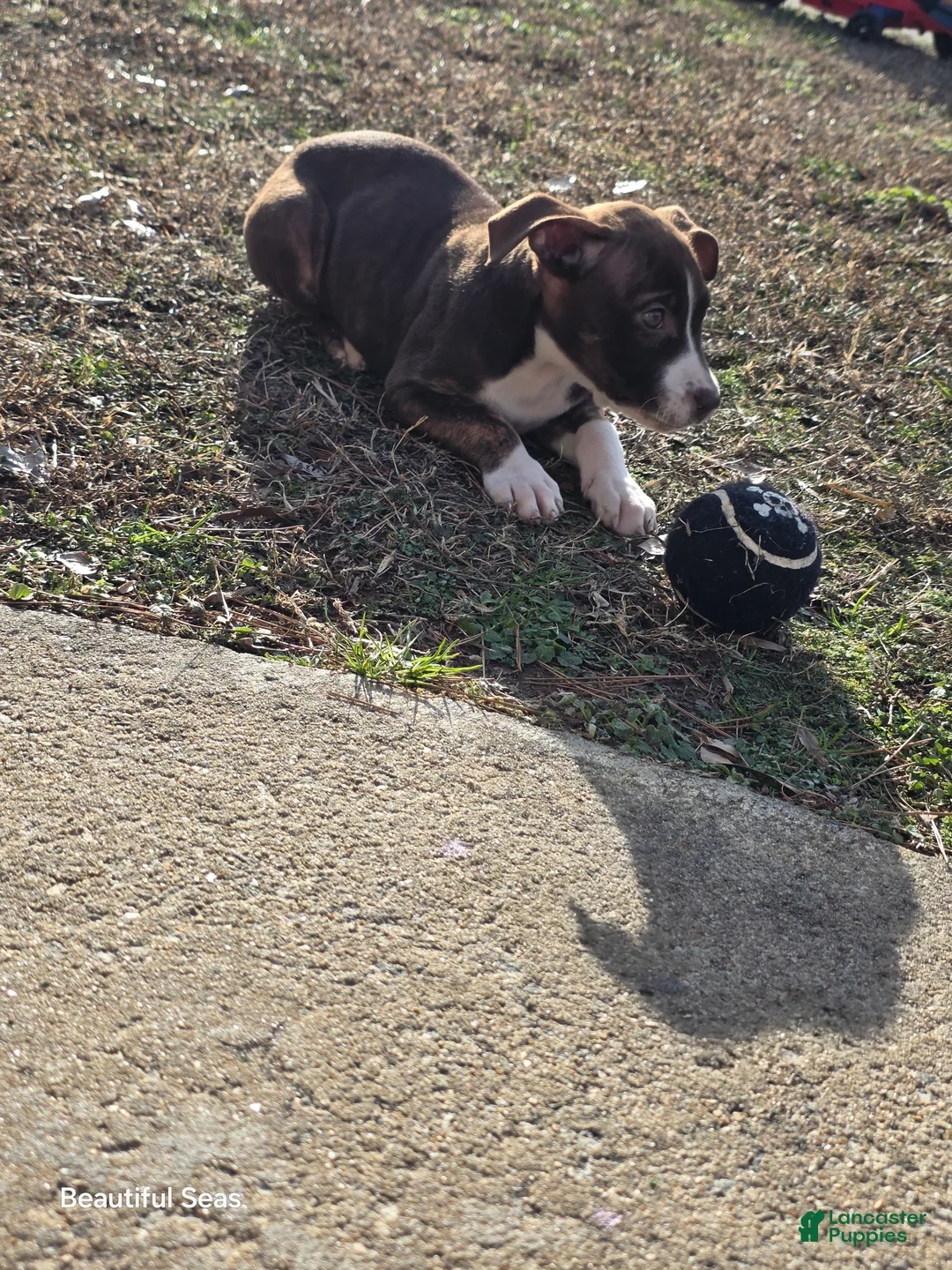American Pit Bull Terrier dogs for sale: American Pit Bull Terrier Puppy 2 - Ad 1