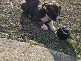 American Pit Bull Terrier dogs American Pit Bull Terrier Puppy 2 - Ad 6