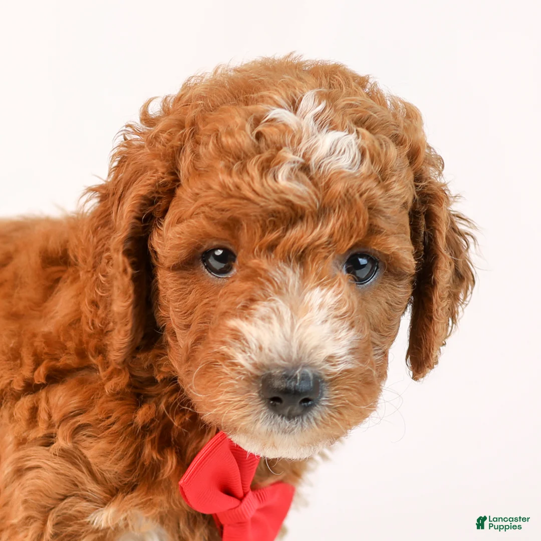 Mini Goldendoodle dogs for sale: Kobe - Ad 2
