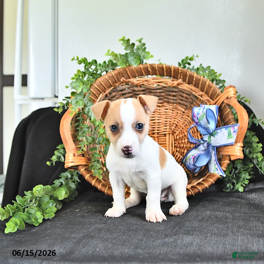 Jack Russell Terrier dogs Treva - Ad 1