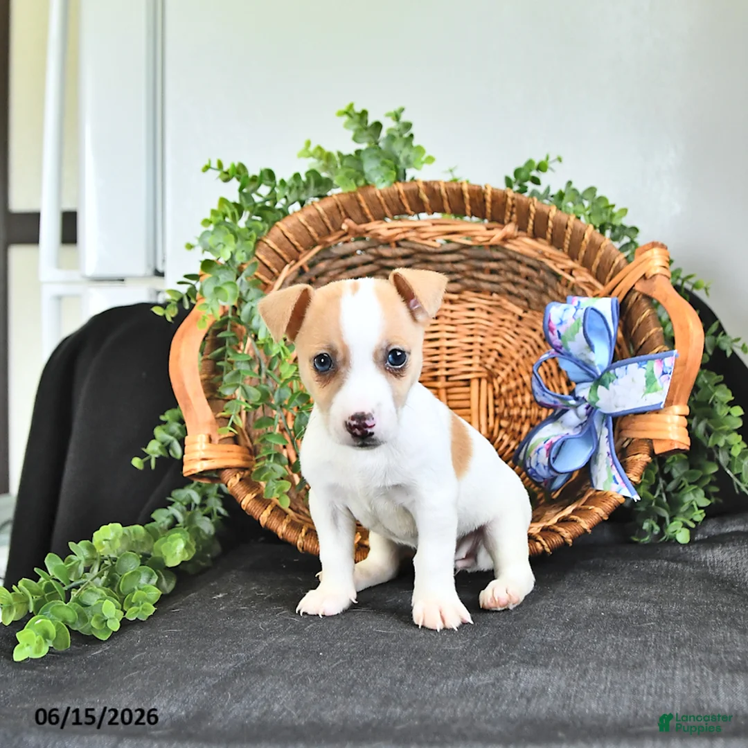 Jack Russell Terrier dogs for sale: Treva - Ad 1