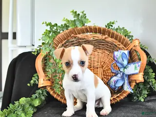 Jack Russell Terrier dogs for sale: Treva - Ad 2