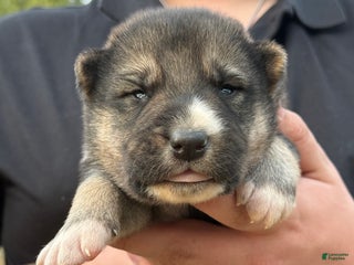 Gerberian Shepsky dogs Blue - Ad 9