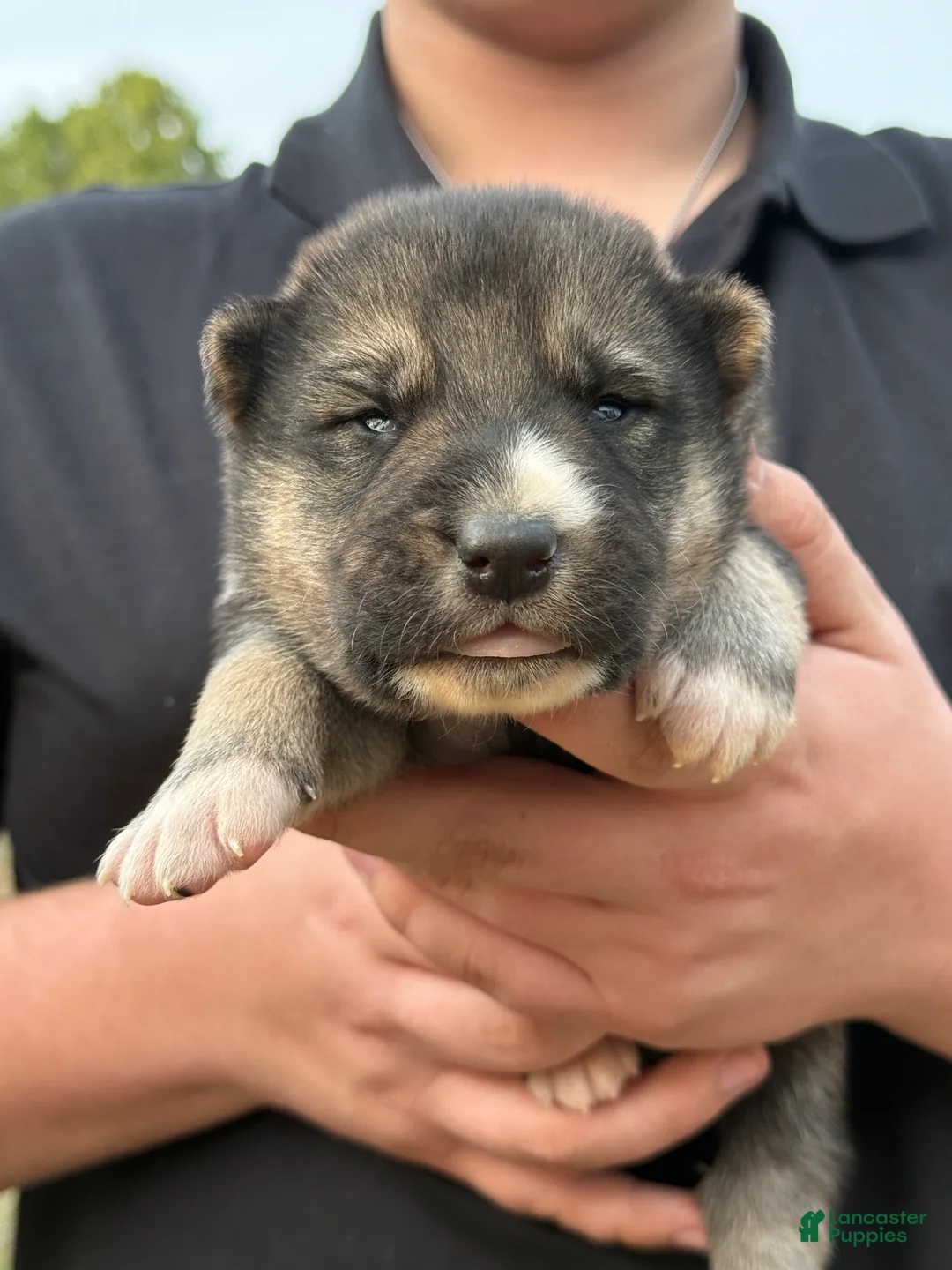 Gerberian Shepsky dogs for sale: Oliver - Ad 5