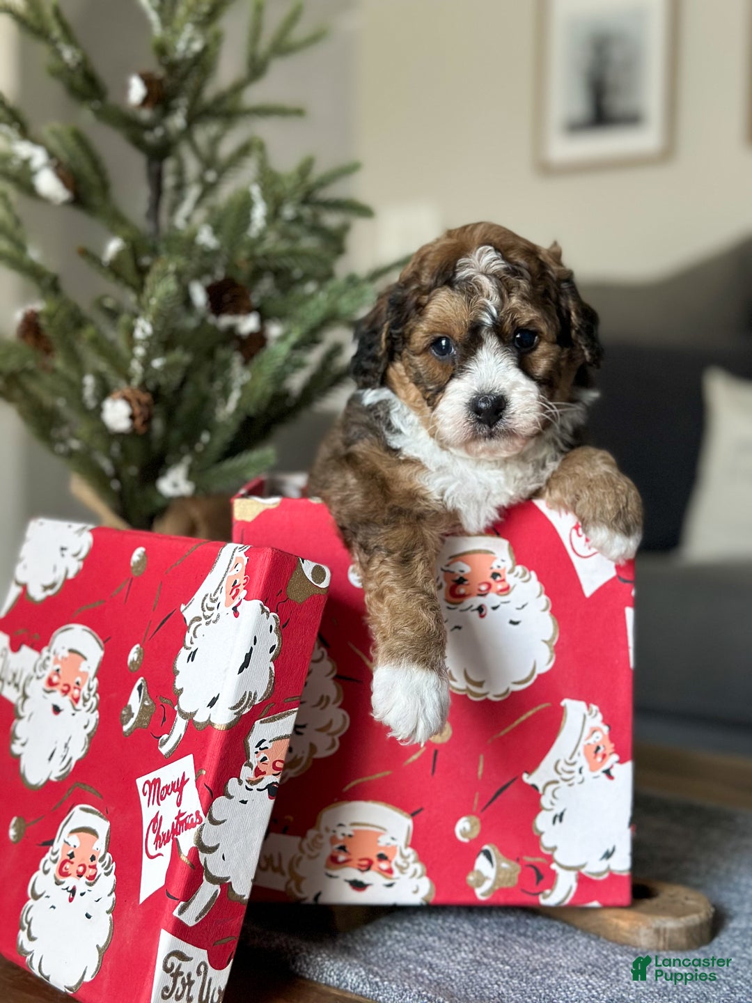 Cavachon dogs for sale: Woody - Ad 10