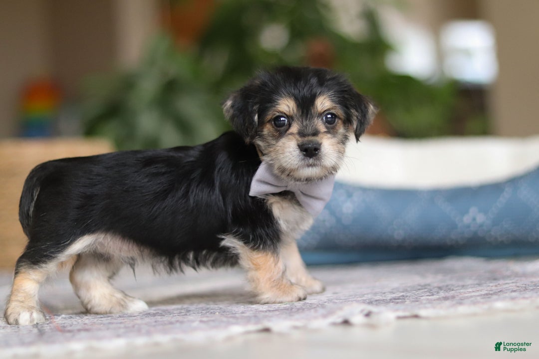 Morkie dogs for sale: Kai - Ad 7