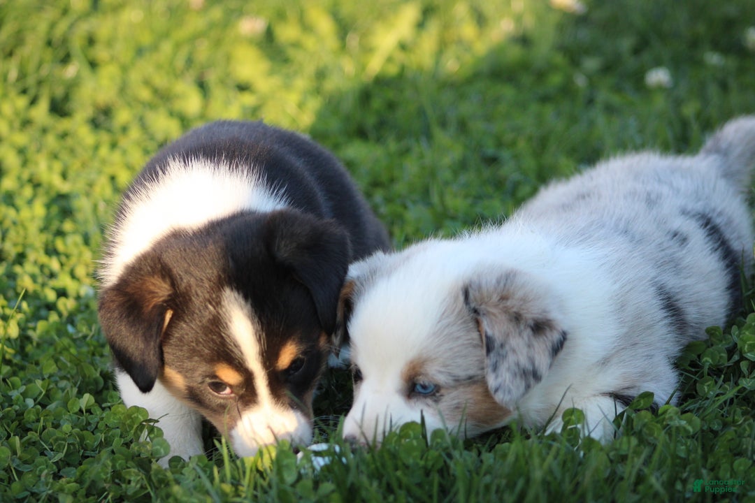 Mixed Breed dogs for sale: Arlo - Ad 9