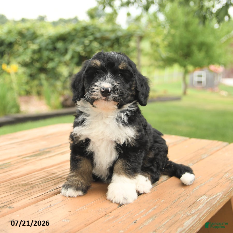 Zelda Mini Bernedoodle for sale in Lykens | Lancaster Puppies
