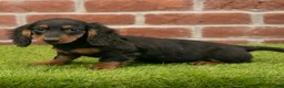 Miniature Dachshund dogs for sale: Harry - Ad 7