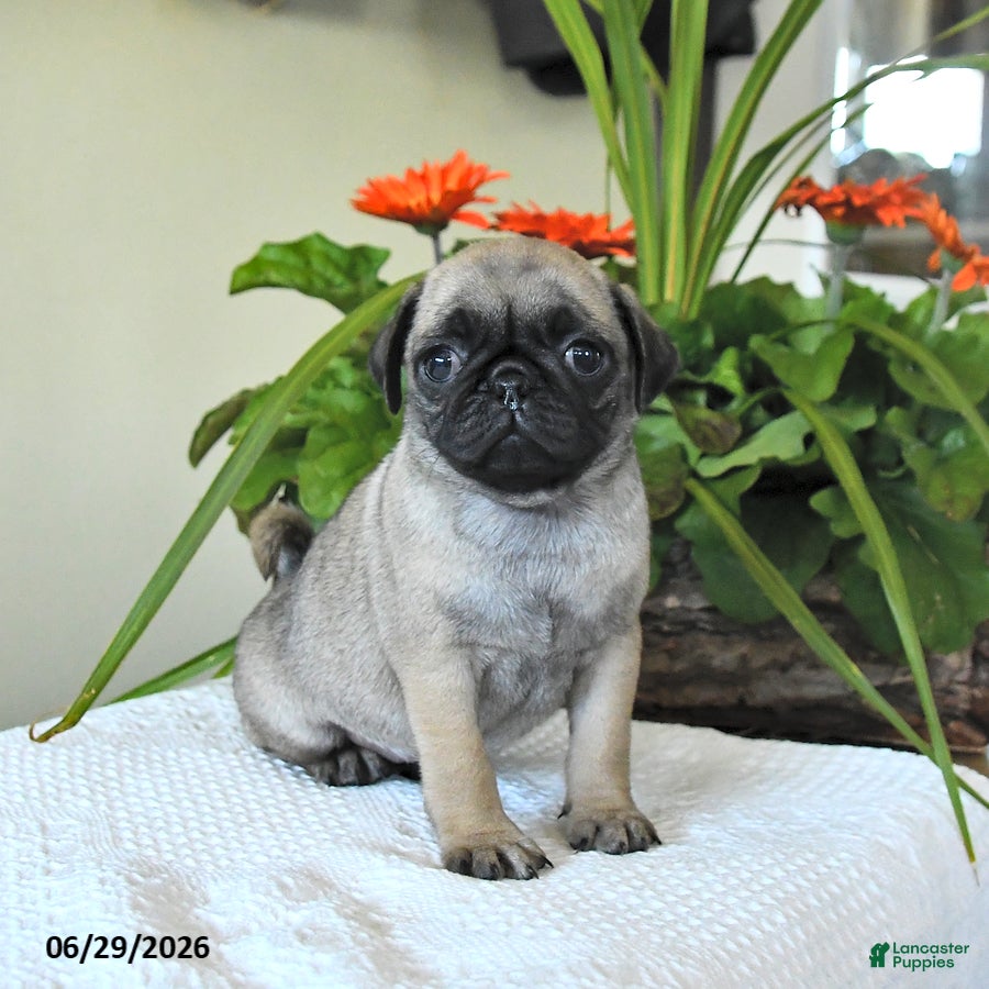 Pug dogs Tanya - Ad 1