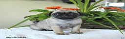 Pug dogs for sale: Tanya - Ad 5