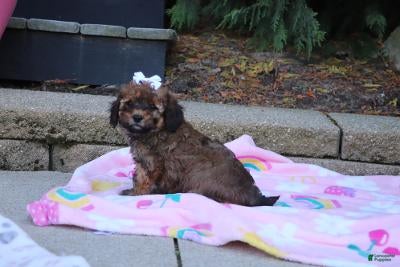 Cavapoo dogs Rudy - Ad 1