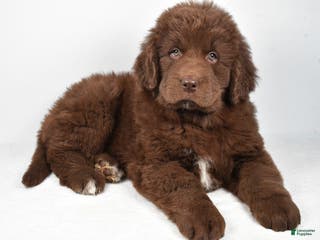 Newfoundland dogs Bailey - Ad 39