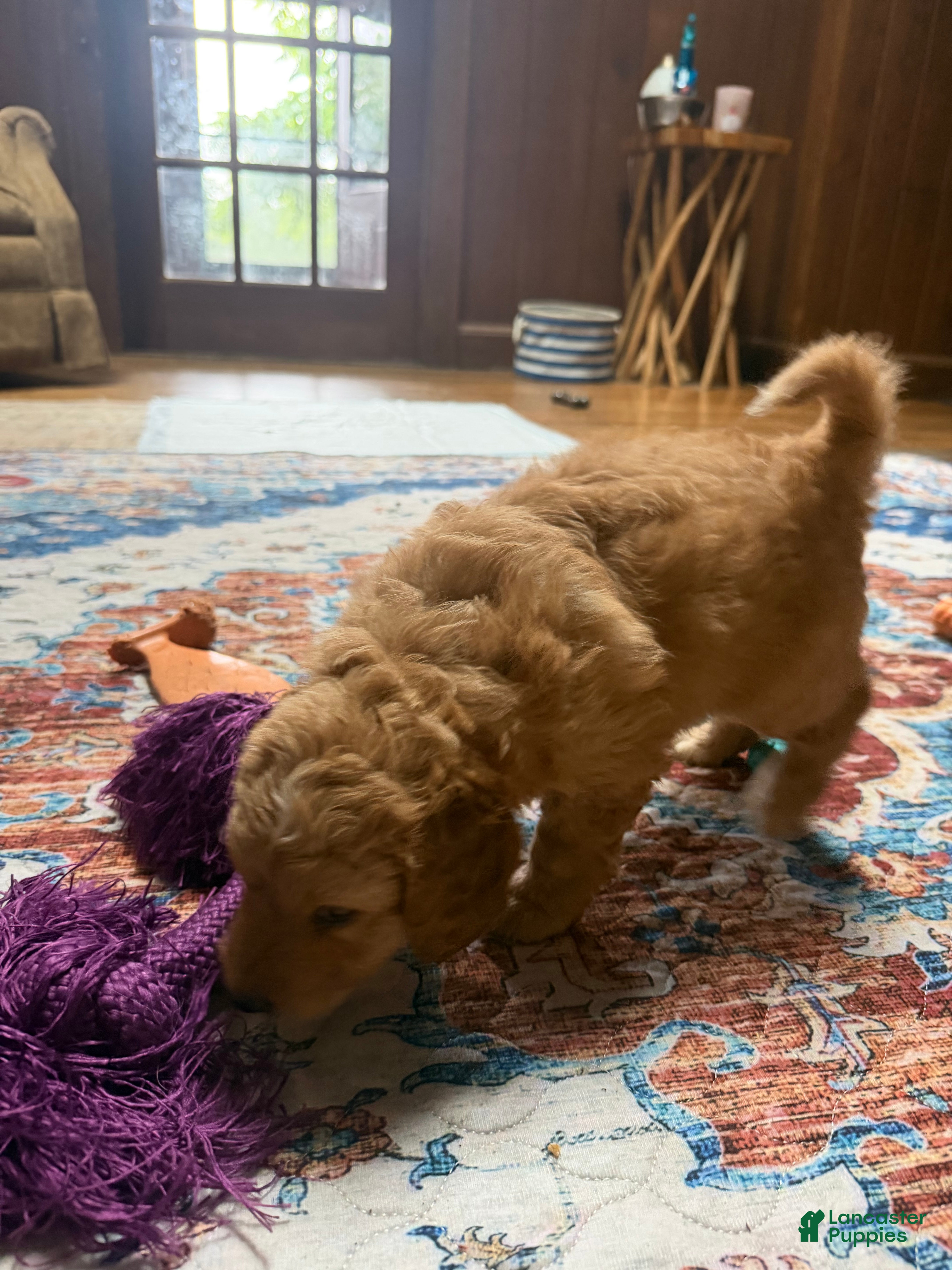 Aussiedoodle dogs Coach - Ad 2