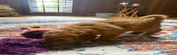 Aussiedoodle dogs for sale: Coach - Ad 3