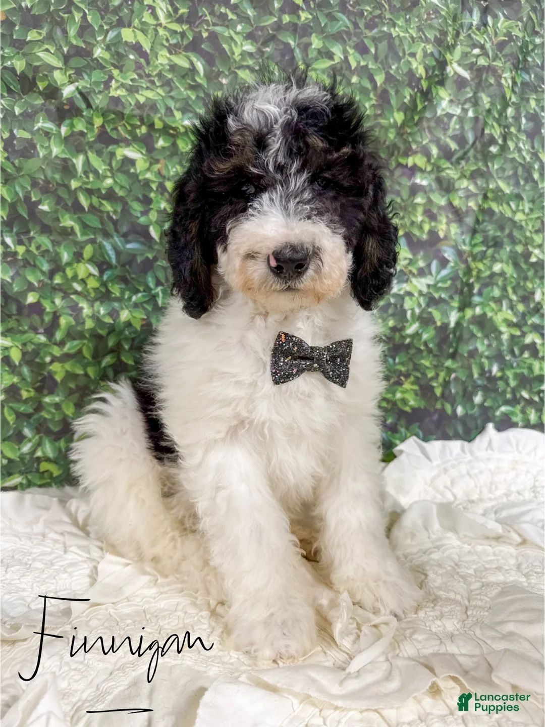 Mini Bernedoodle dogs for sale: Finnigan - Ad 2