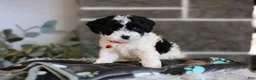 Cavapoo dogs for sale: Dakota - Ad 5