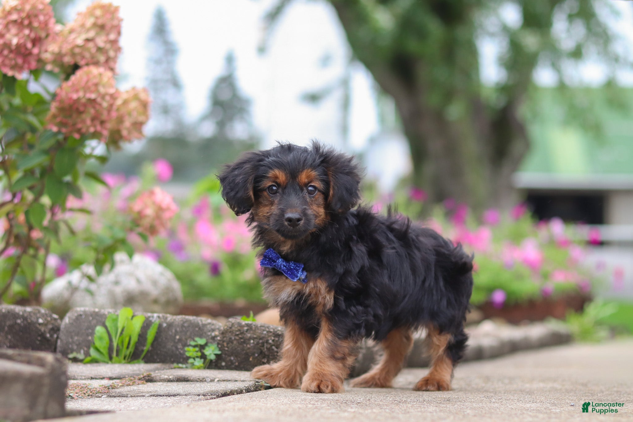 Yorkiepoo dogs Patter - Ad 2