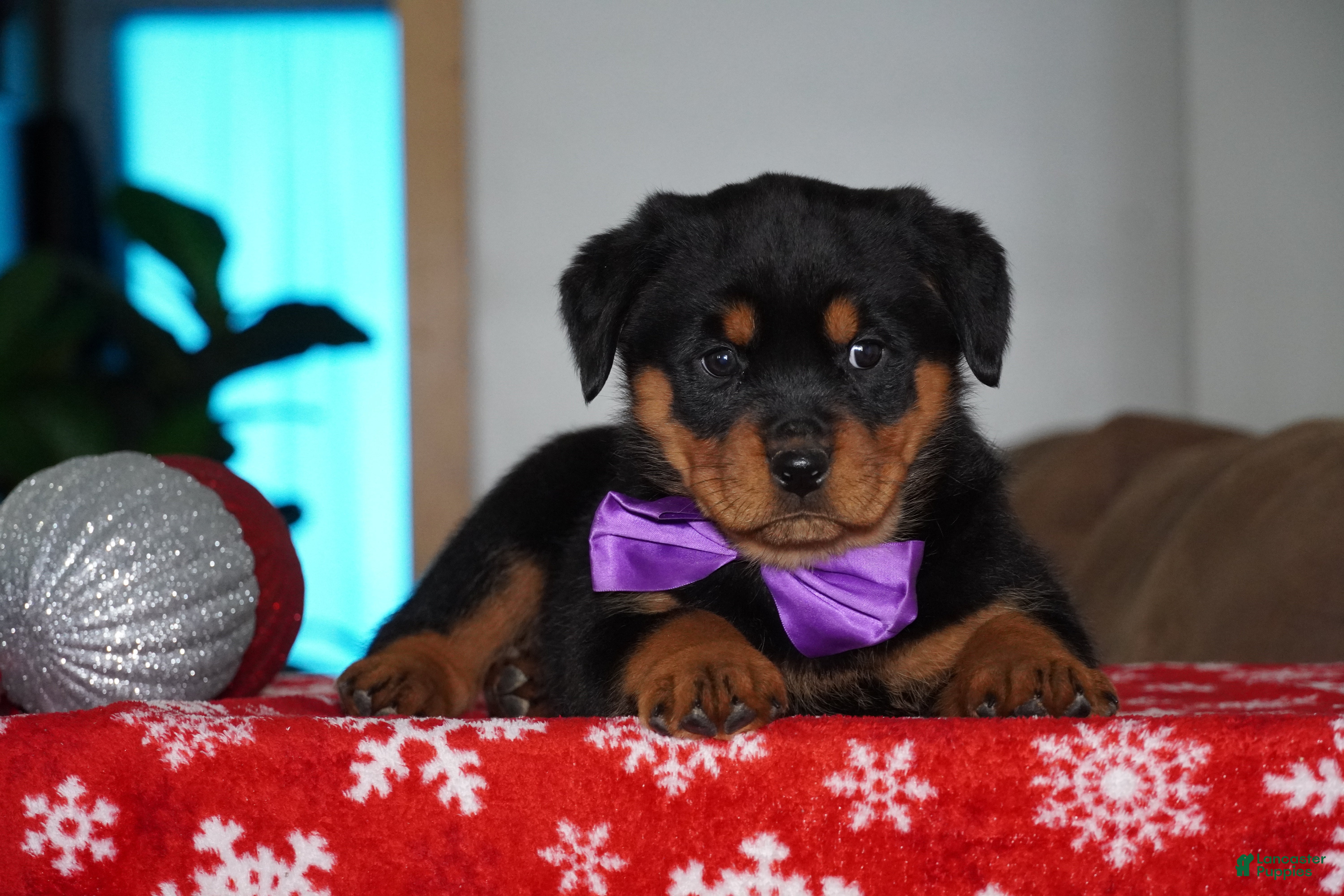Rottweiler dogs Gabby - Ad 12