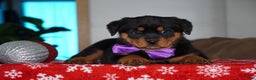 Rottweiler dogs for sale: Gabby - Ad 1