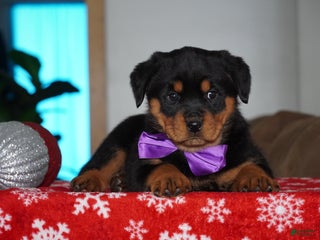 Rottweiler dogs Gabby - Ad 40