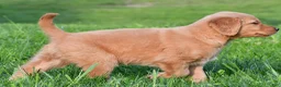 Golden Retriever dogs for sale: Lainey - Ad 7