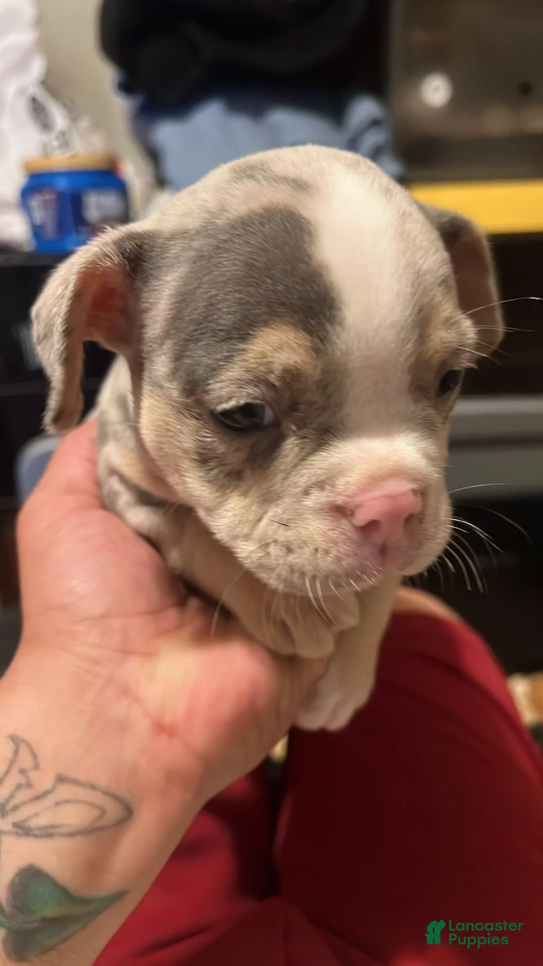 American Bully dogs for sale: American Bully 2 - Ad 2