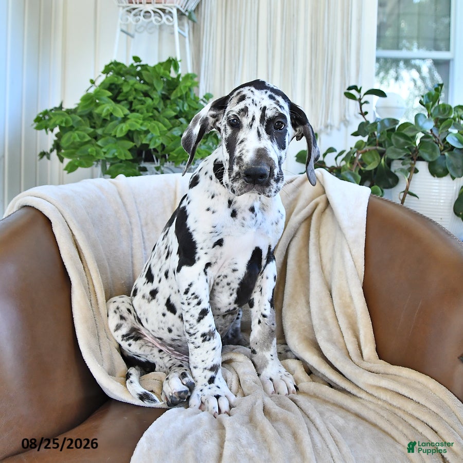 Great Dane dogs Beau - Ad 1
