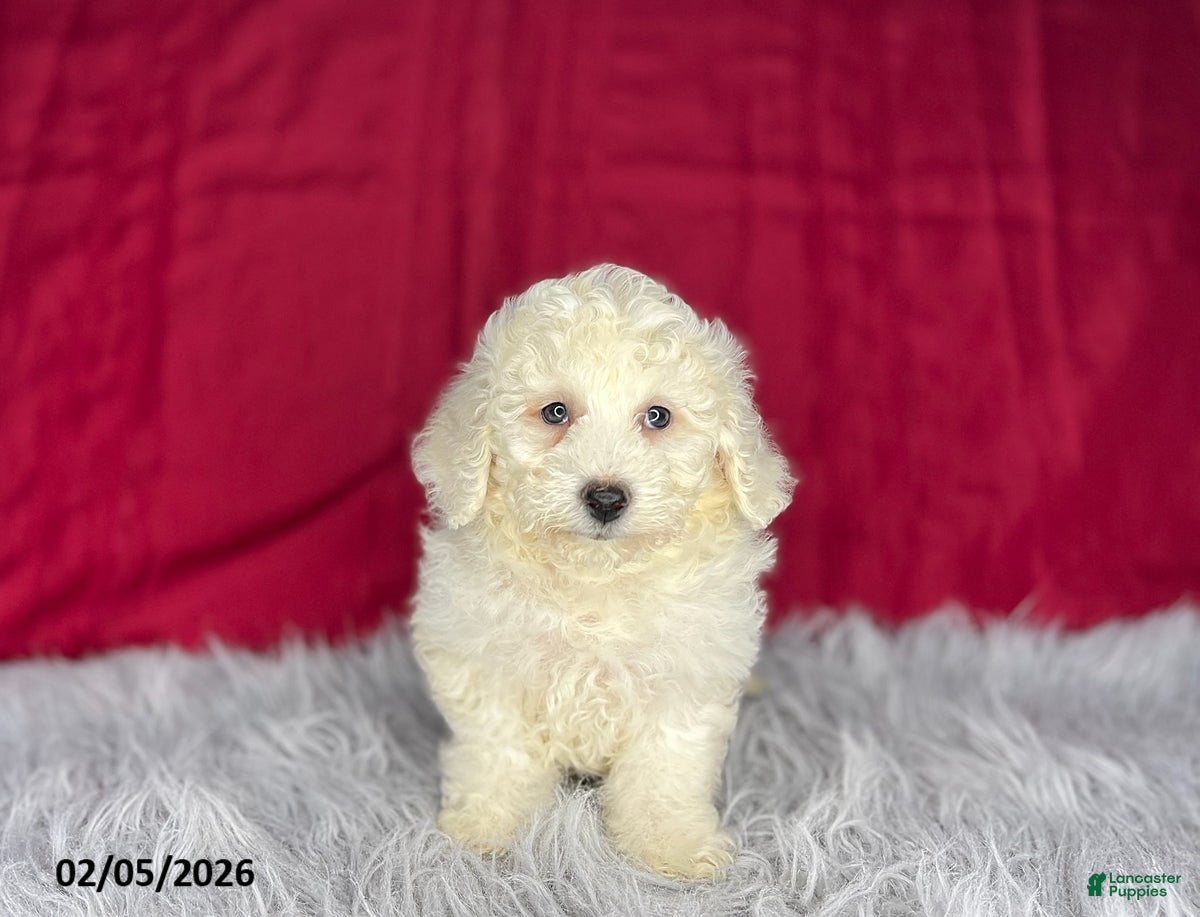 Bichon Frise dogs Sally - Ad 12