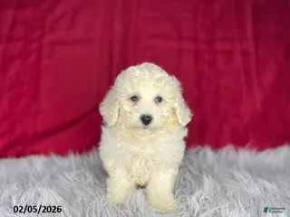 Bichon Frise dogs Sally - Ad 12