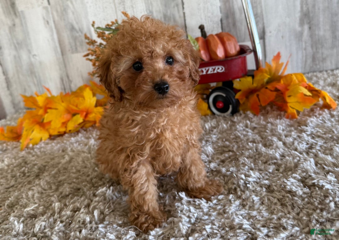 Toy Poodle dogs for sale: Quaker - Ad 6