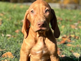 Vizsla dogs - Ad 16