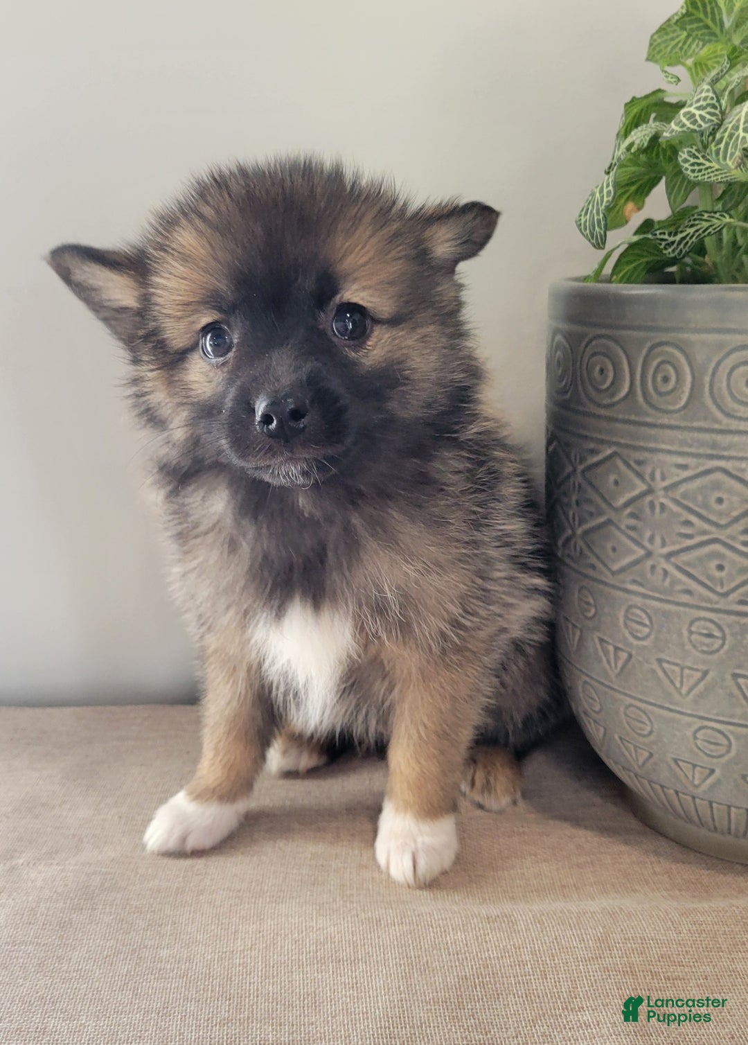Pomsky dogs for sale: Ryker - Ad 2