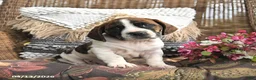 Mixed Breed dogs for sale: Patch  - Ad 3