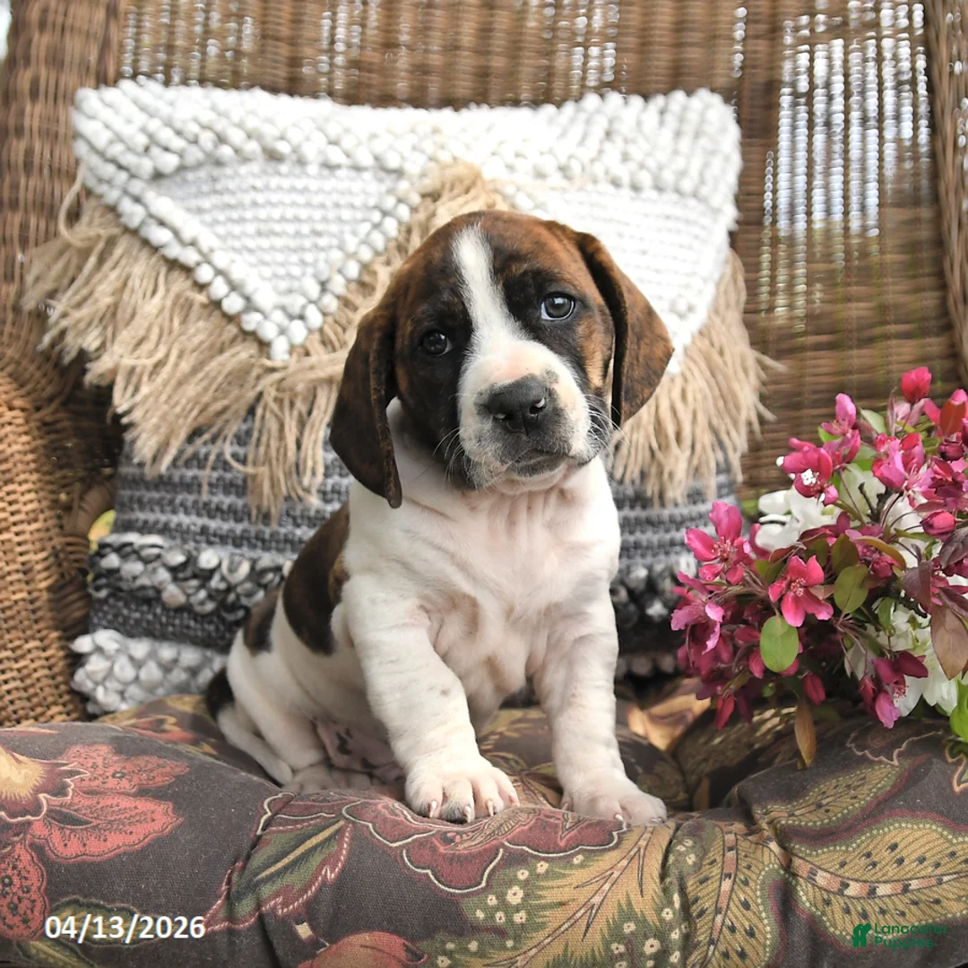 Mixed Breed dogs for sale: Patch  - Ad 3