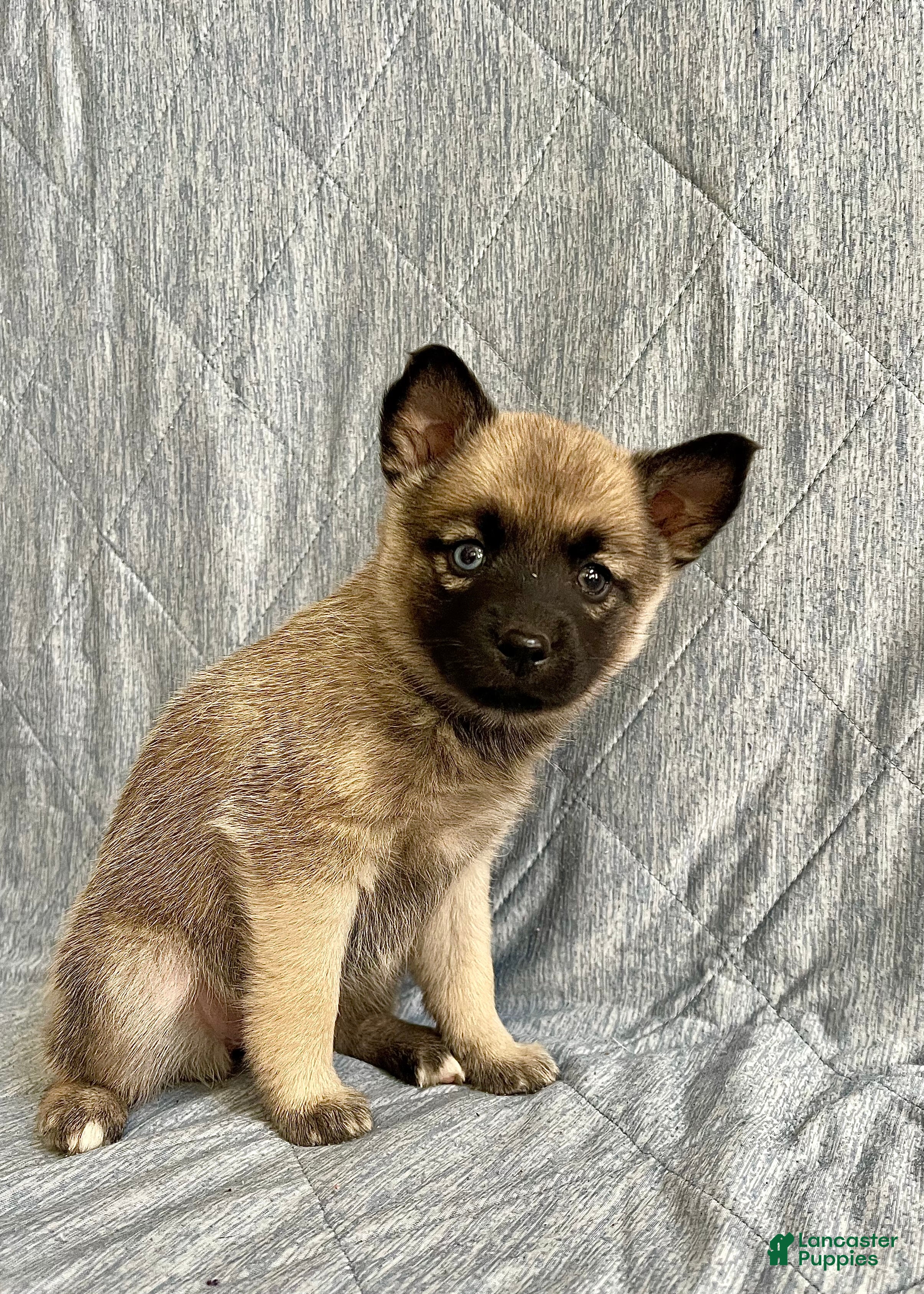 Pomsky dogs Coco - Ad 1