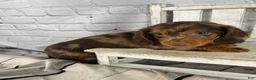 Miniature Dachshund dogs for sale: Remi - Ad 8