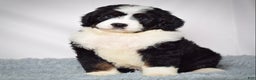 Bernedoodle dogs for sale: Ms. Maddie - Ad 7