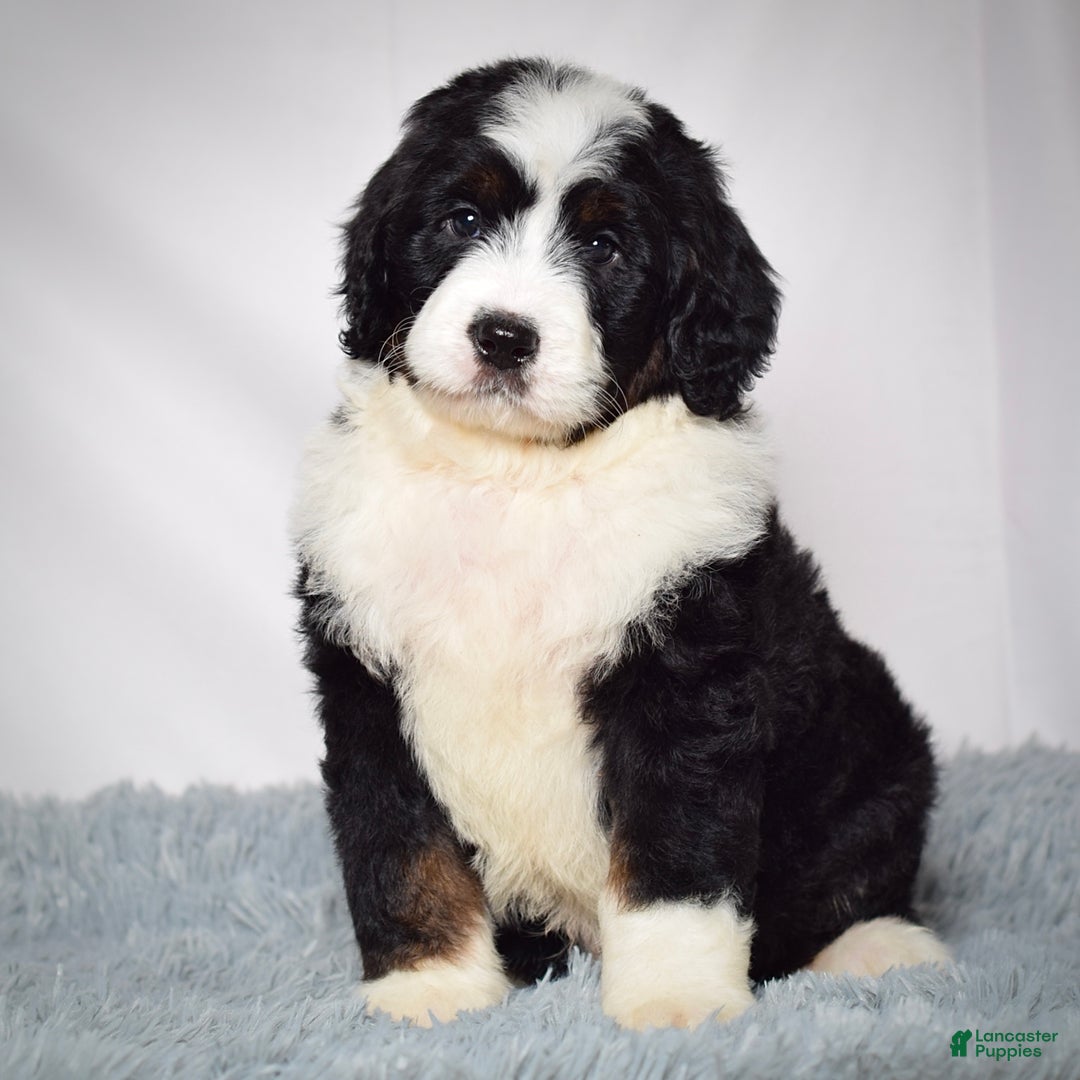 Bernedoodle dogs for sale: Ms. Maddie - Ad 7
