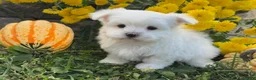 Maltese dogs for sale: Cameron - Ad 7