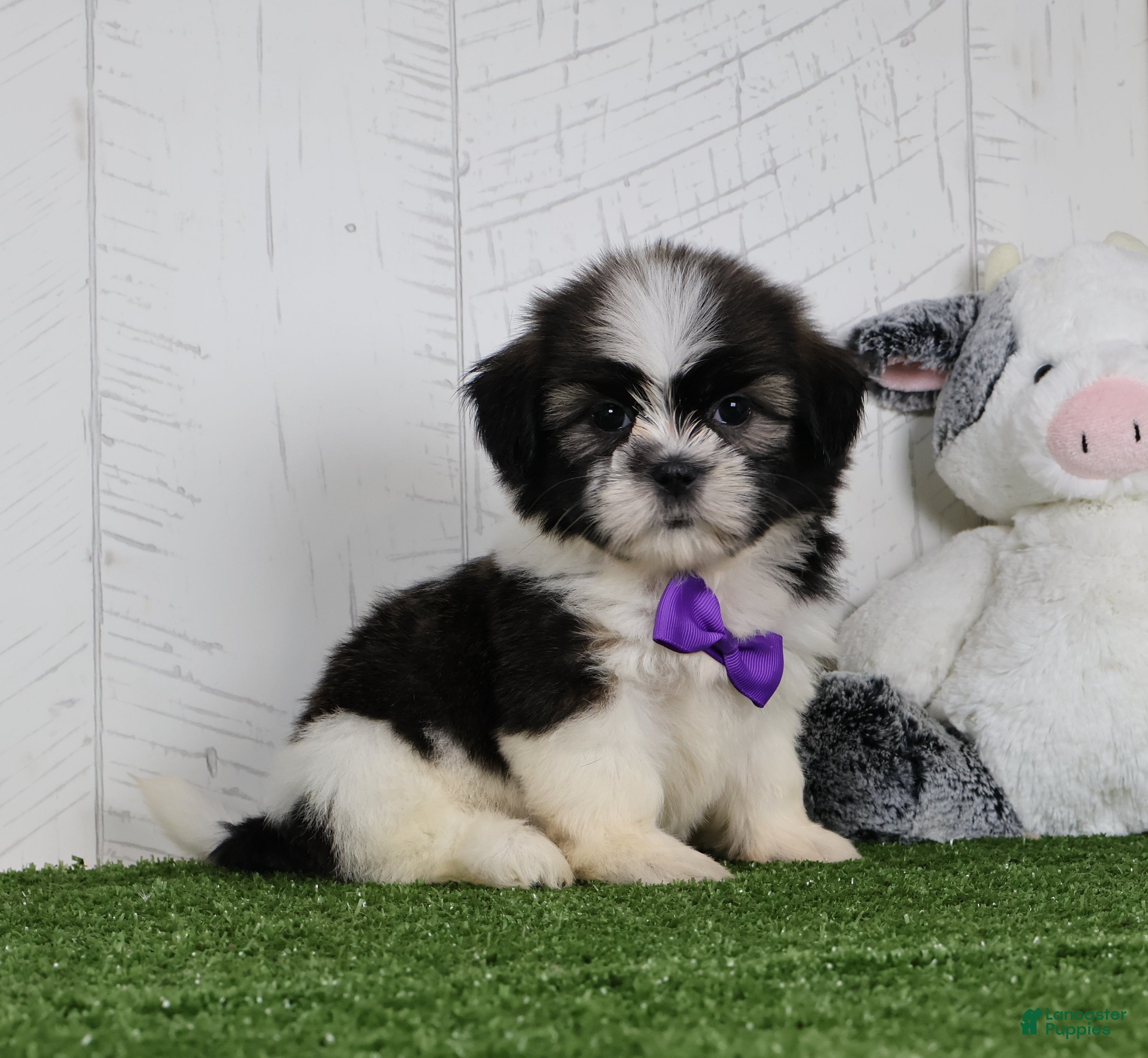 Shih Tzu dogs Cooper - Ad 1